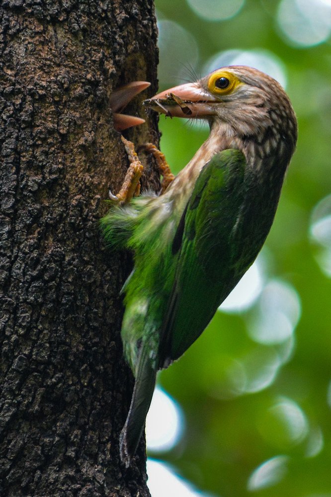 Lineated Barbet