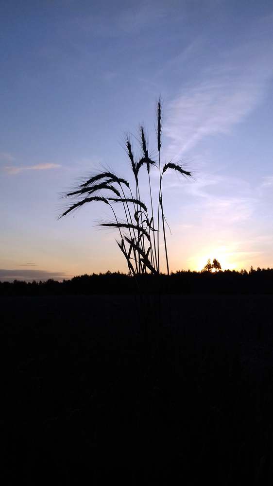 Photo #3427302