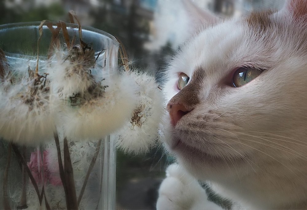 Одуванчики