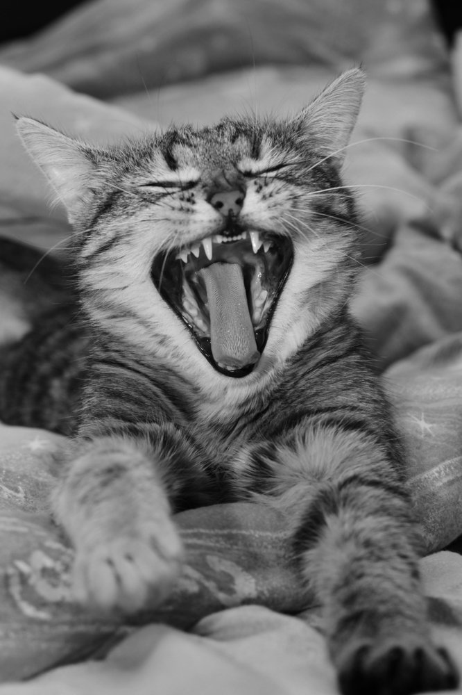 Доброе утро