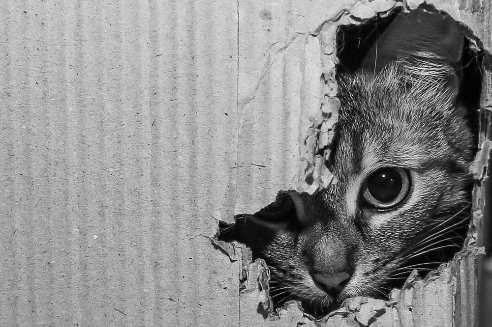 Кошачьи игры