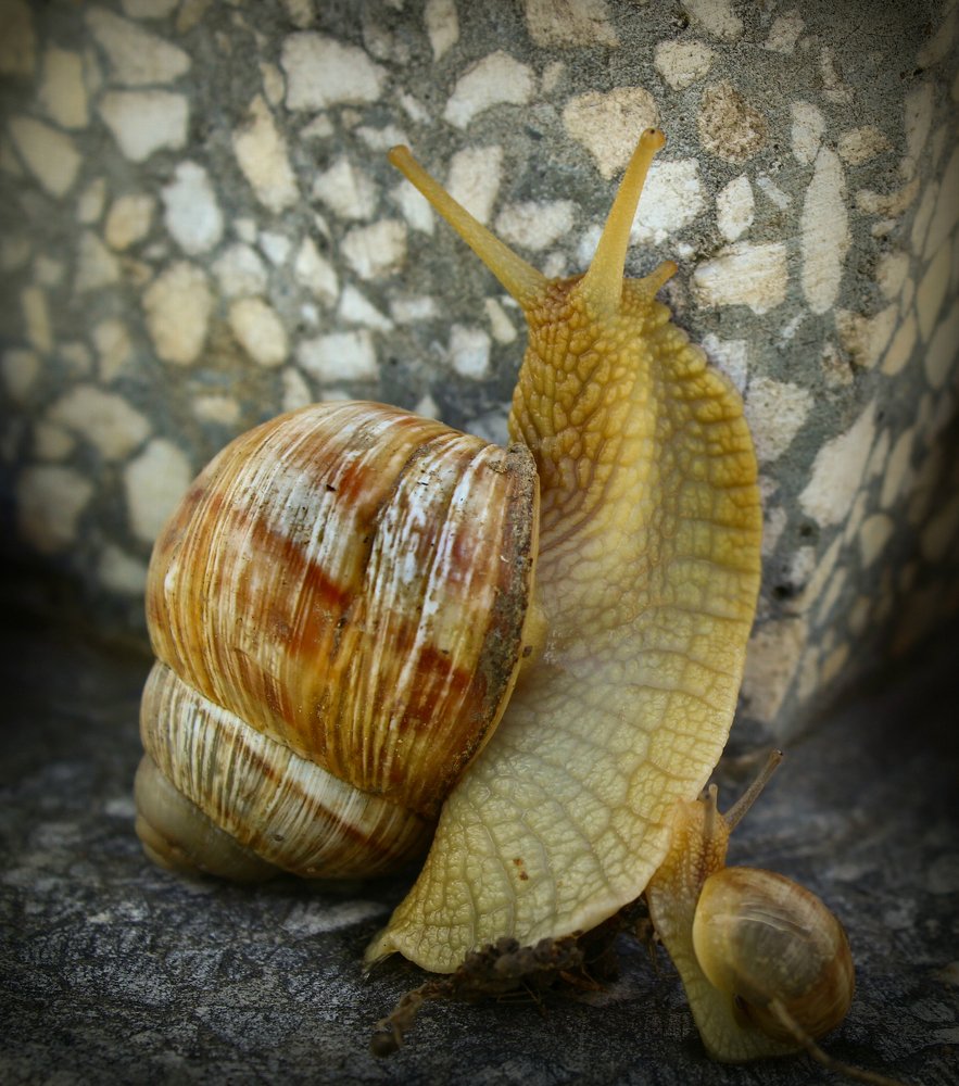 Photograph by iulia falo