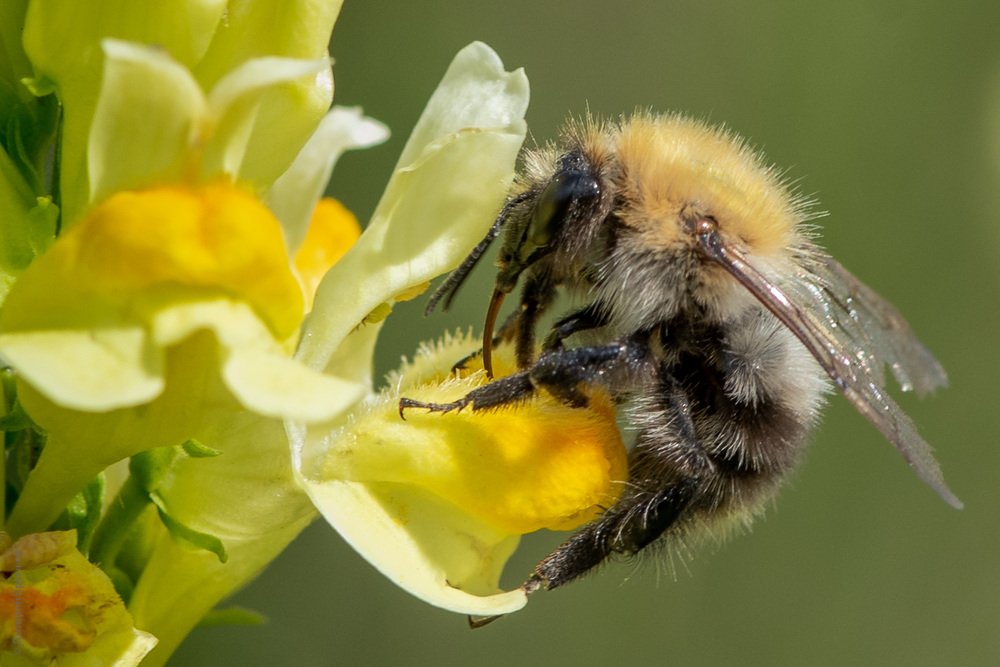 Вот это лакомства