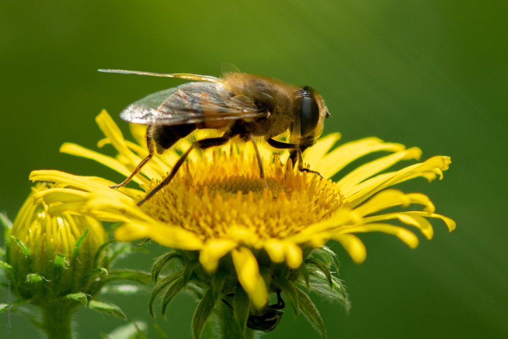 Найди соседа