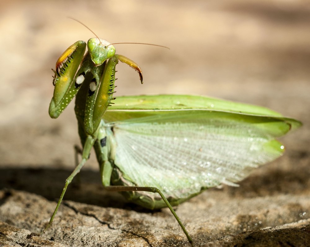 Photograph by Анна Айбетова