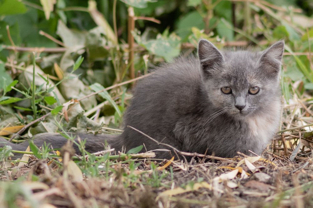 Я очень грустный