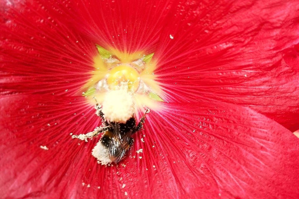 Обвалявшийся в нектаре...