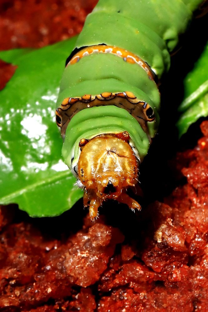Caterpillar