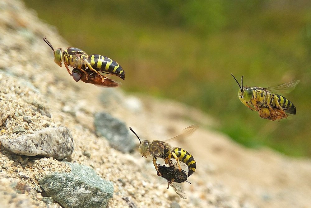 Three Sandwasp