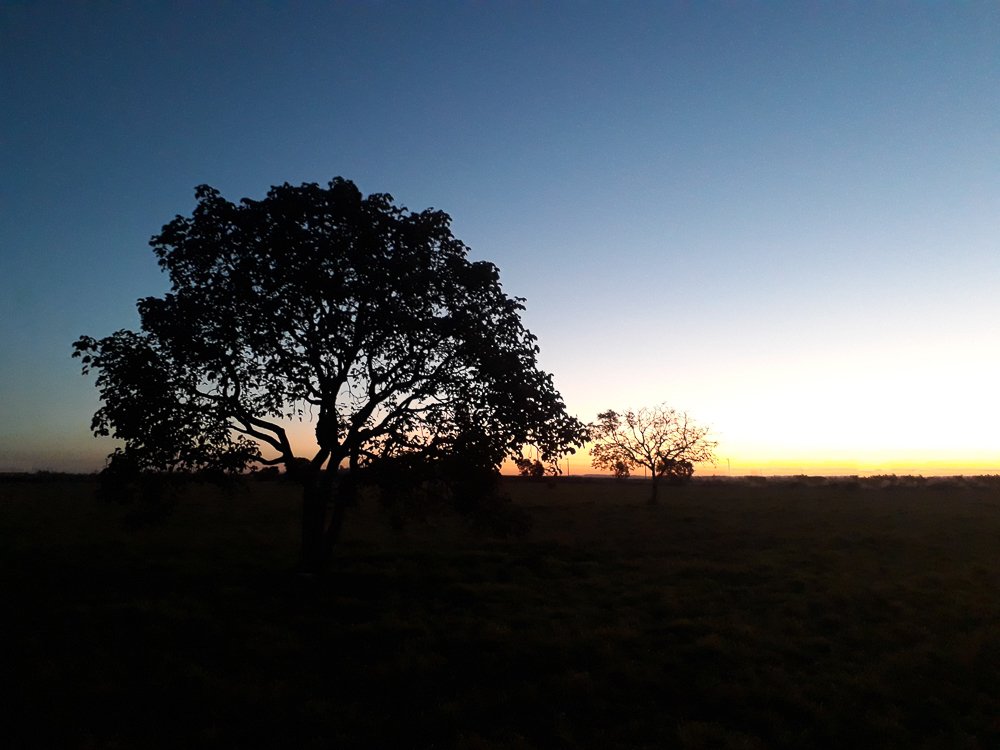 Arvore no crepúsculo