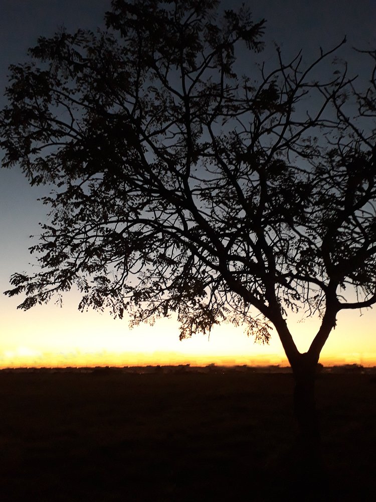 Arvore no crepúsculo