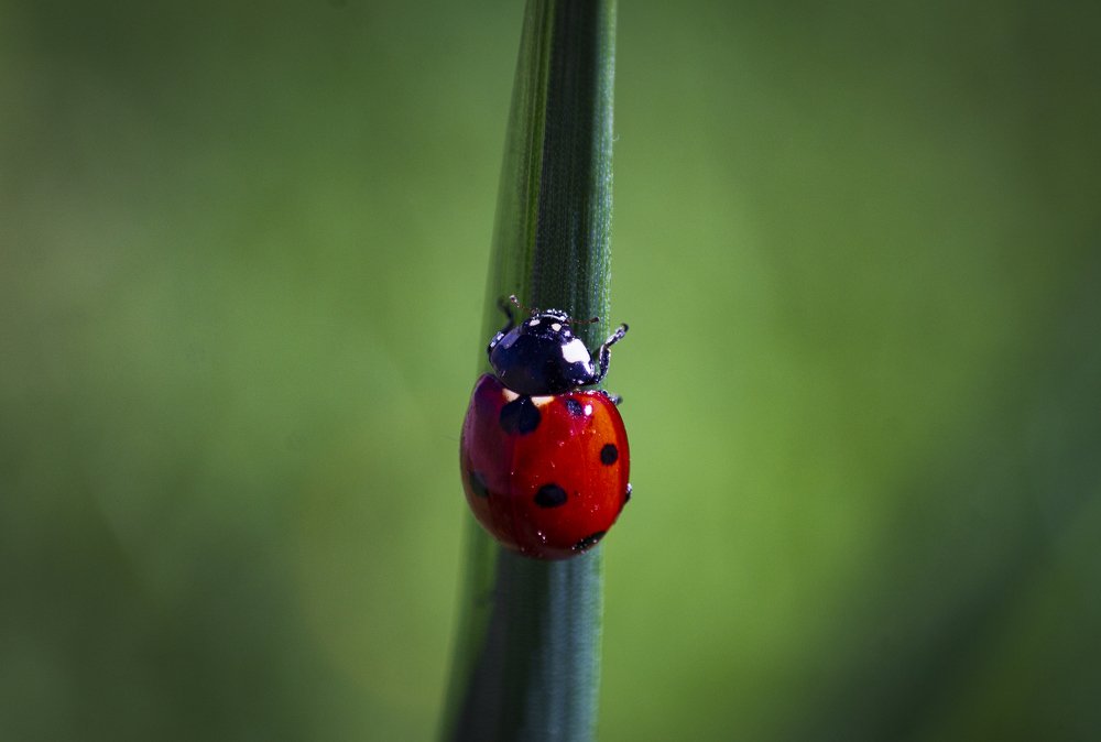 Фотография автора Ebrahim Rahiminezhad