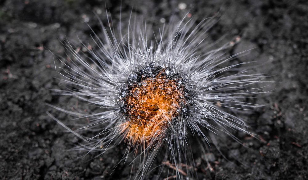 Гусеница Медведицы Кайи после дождя