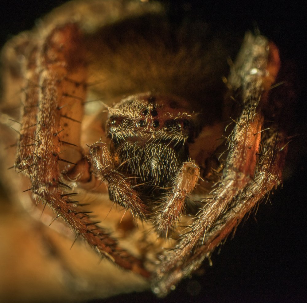 Портрет крестовика