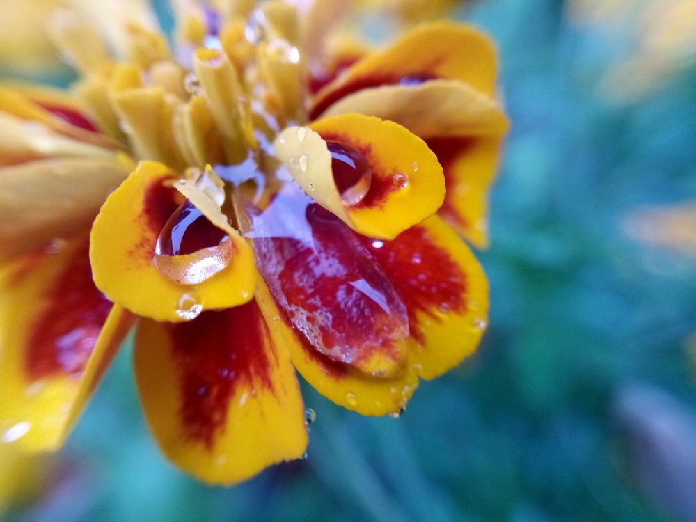 Дождливое лето