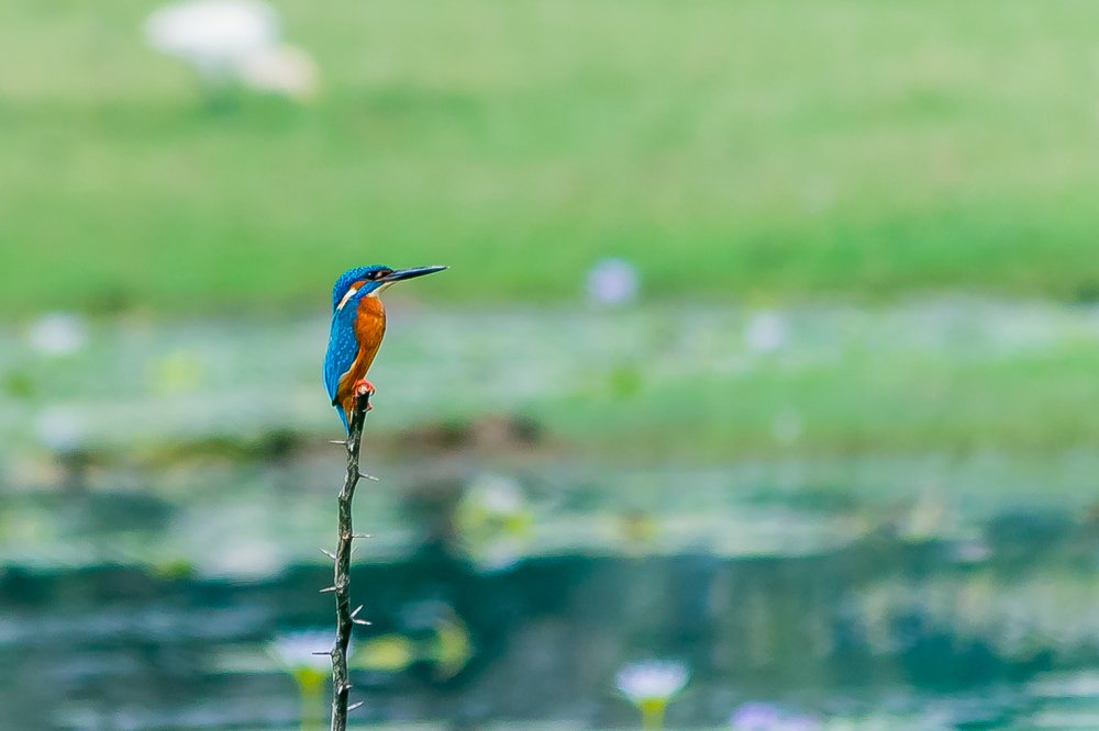Solitary wait - for a common kingfisher