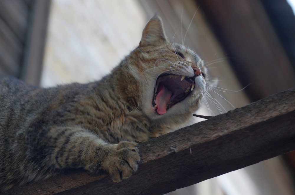 Photograph by Paul Kazakov