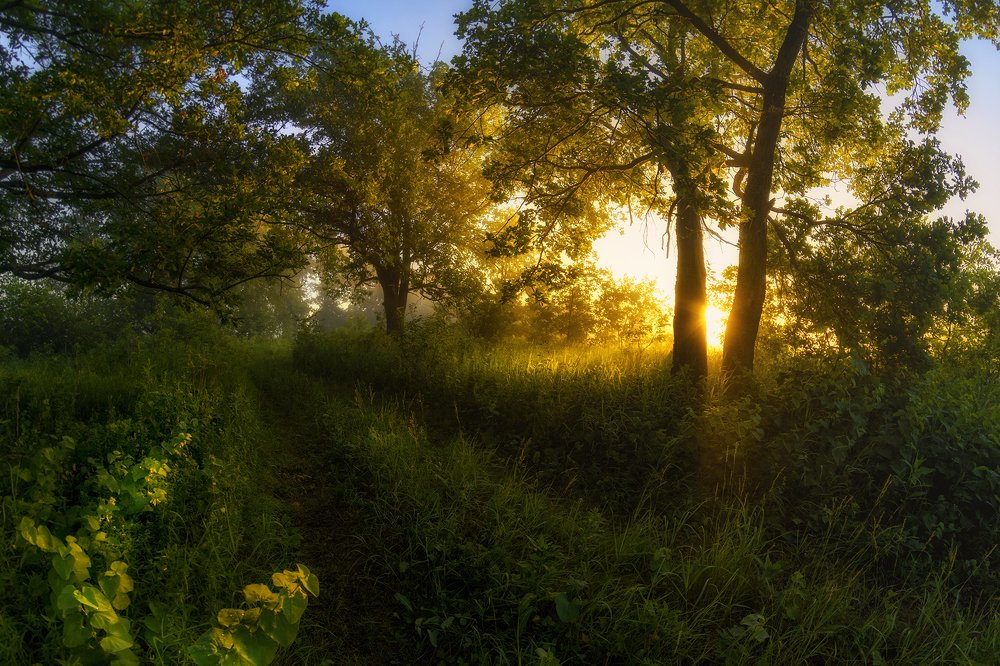 Рассвет в дубовом лесу.