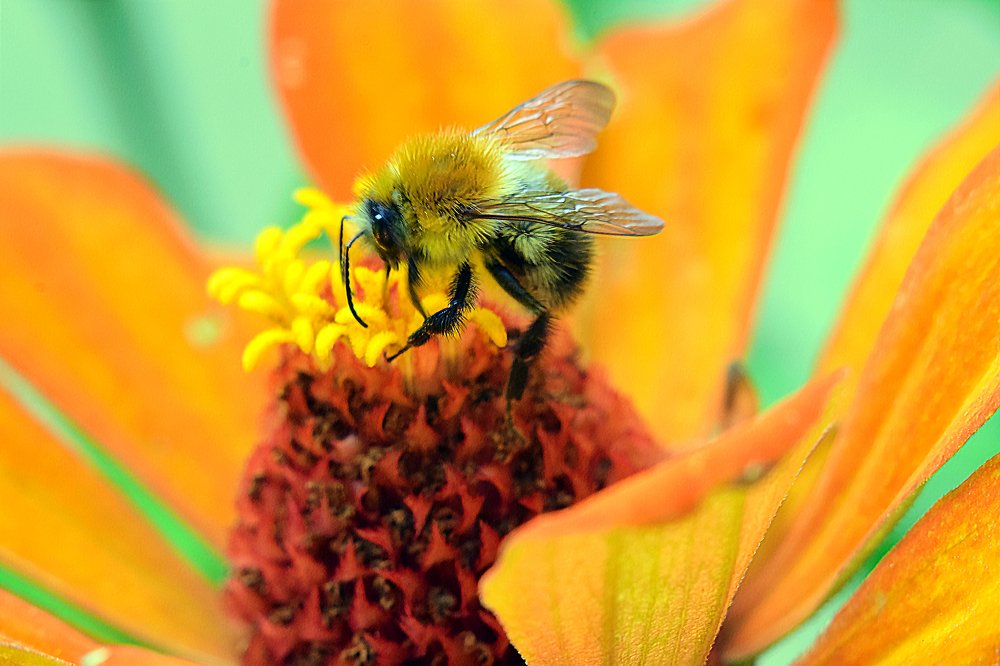 Bumblebee from Volgograd