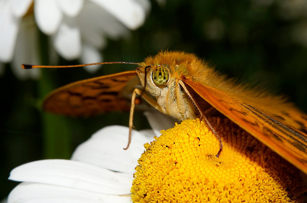 Пестрокрыльница изменчивая.