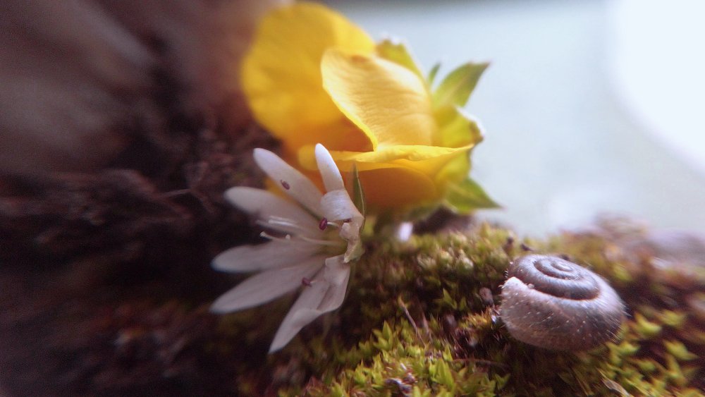 Волшебный мирок