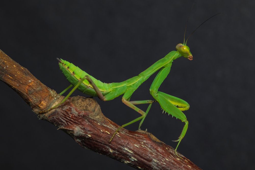 Мистер богомол