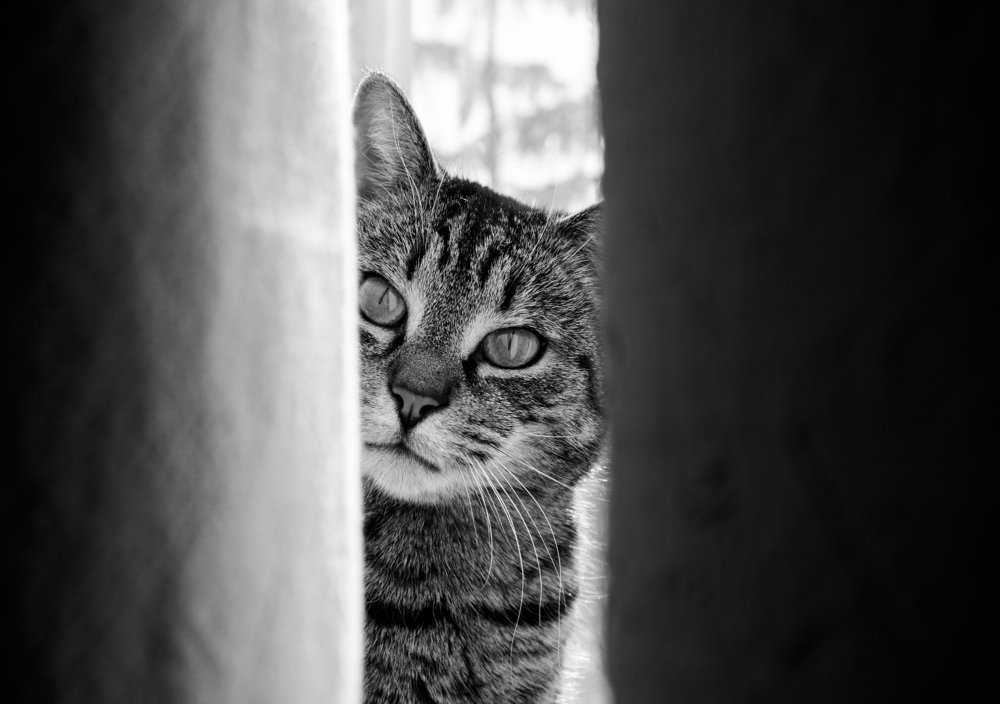 Hiding between curtains