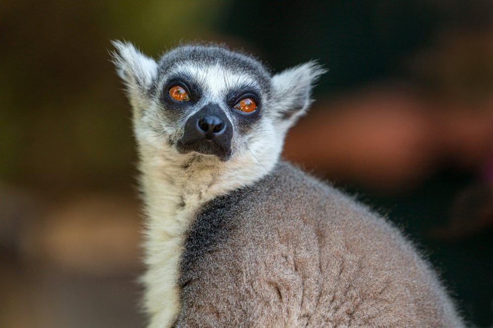Lemur from the island of Madagascar