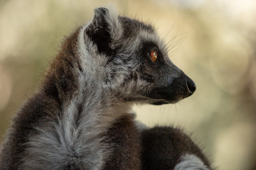 Lemur from the island of Madagascar