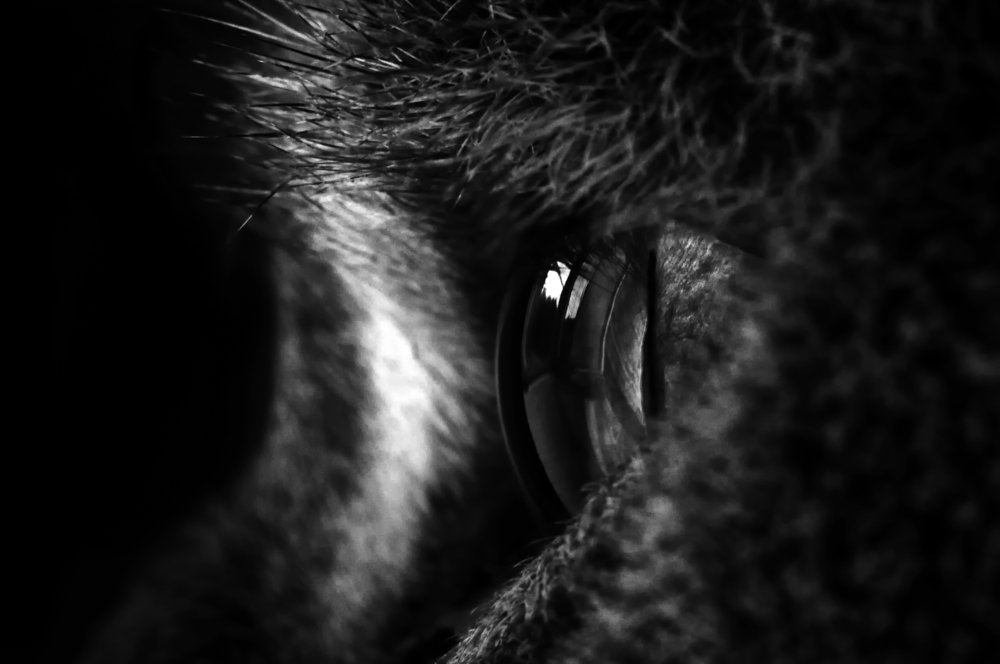 Наблюдатель