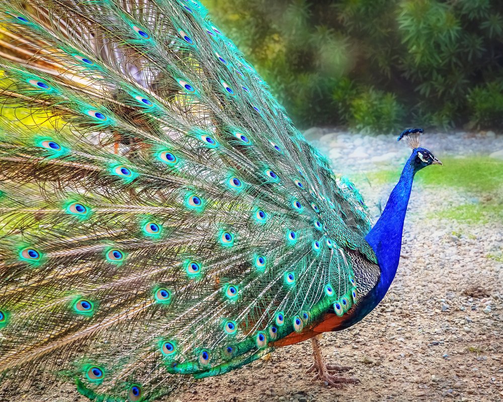 Весна. Павлин.