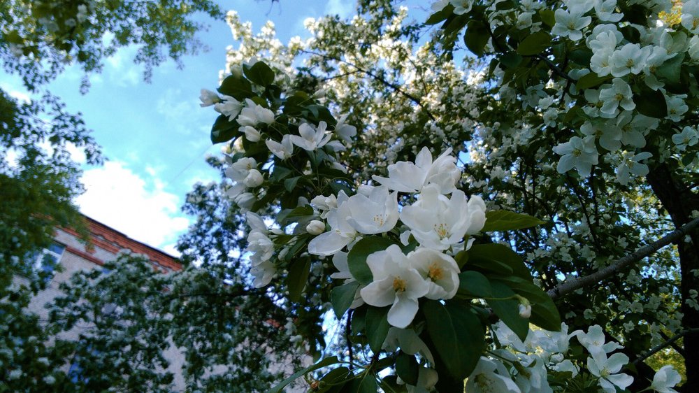 Цветущая яблоня