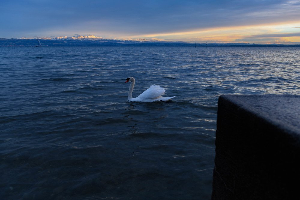Лебедь уходящего солнца