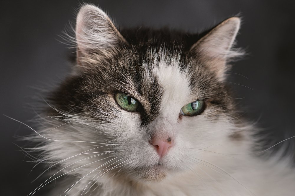 Domestic cat portrait