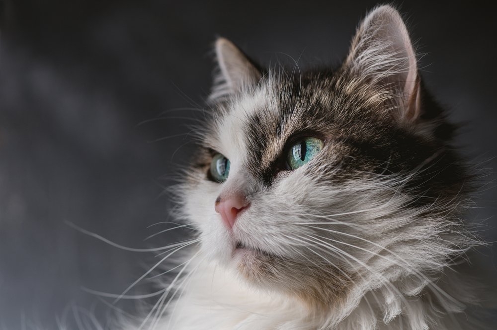 Domestic cat portrait