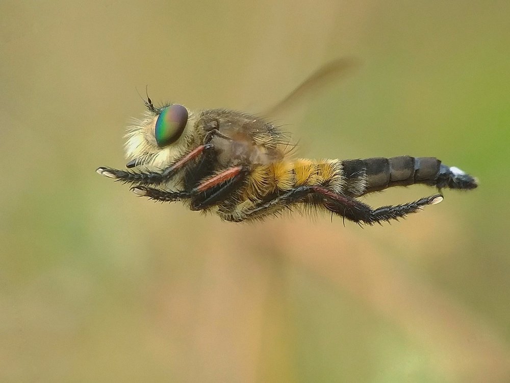 robber fly