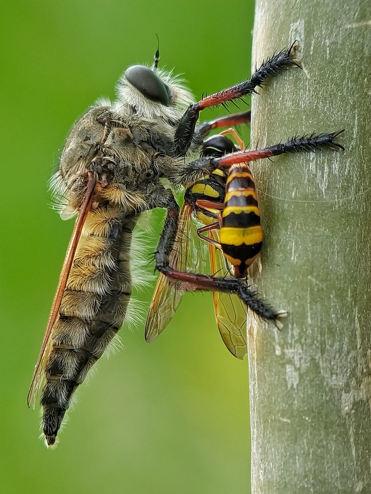 robber fly vs yellow potter