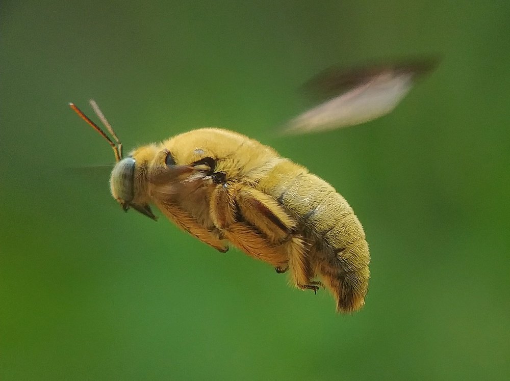 carpenter bee