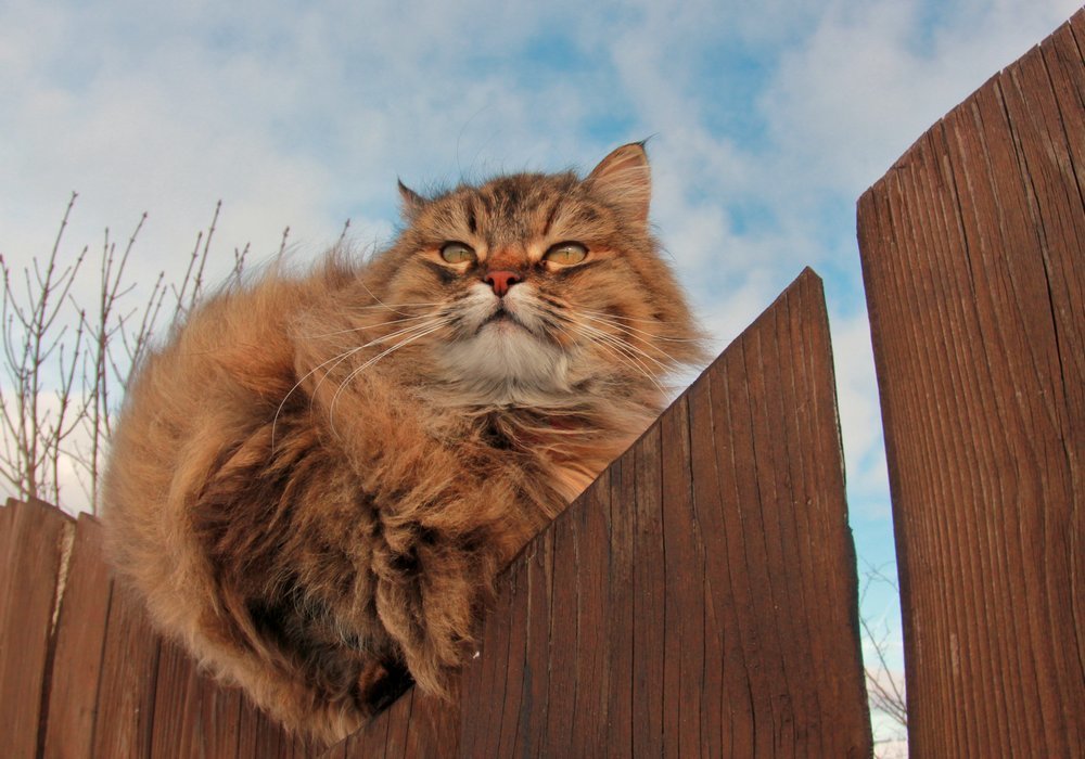 Мартовский кот