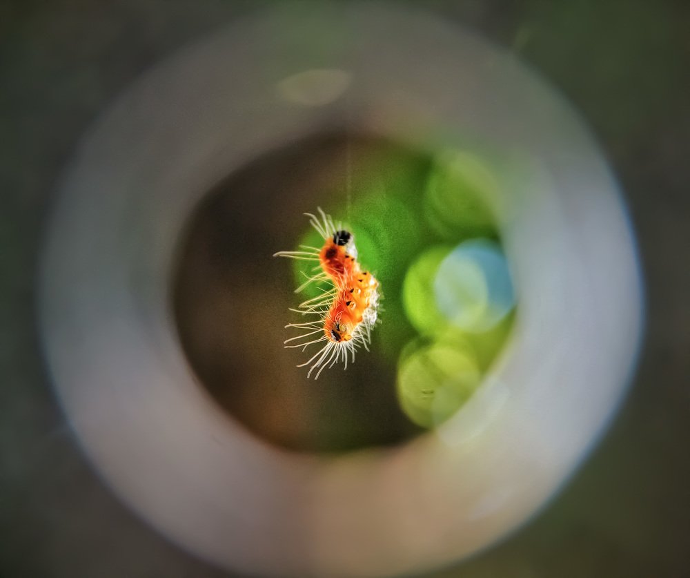Caterpillars That Hang