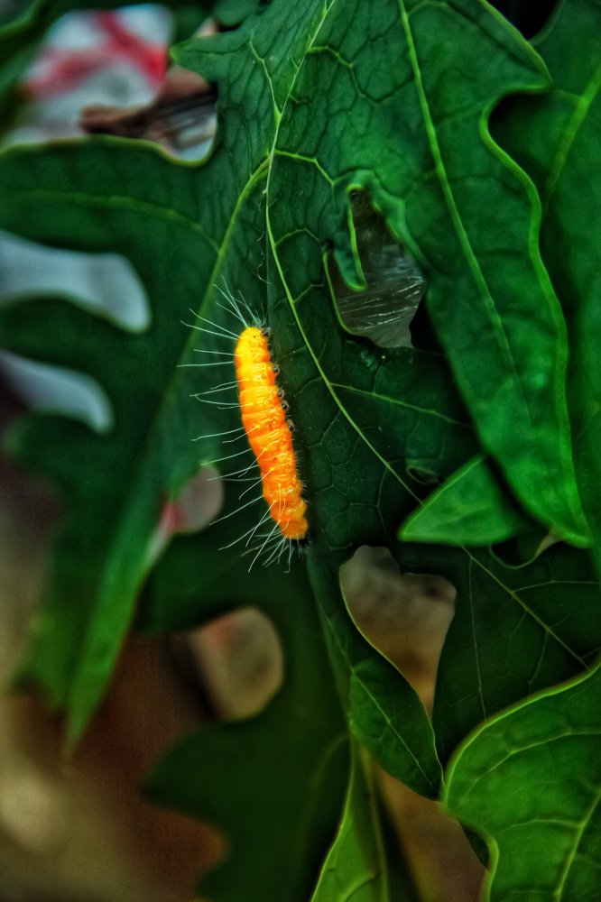 Caterpillars on Papaya Leaves
