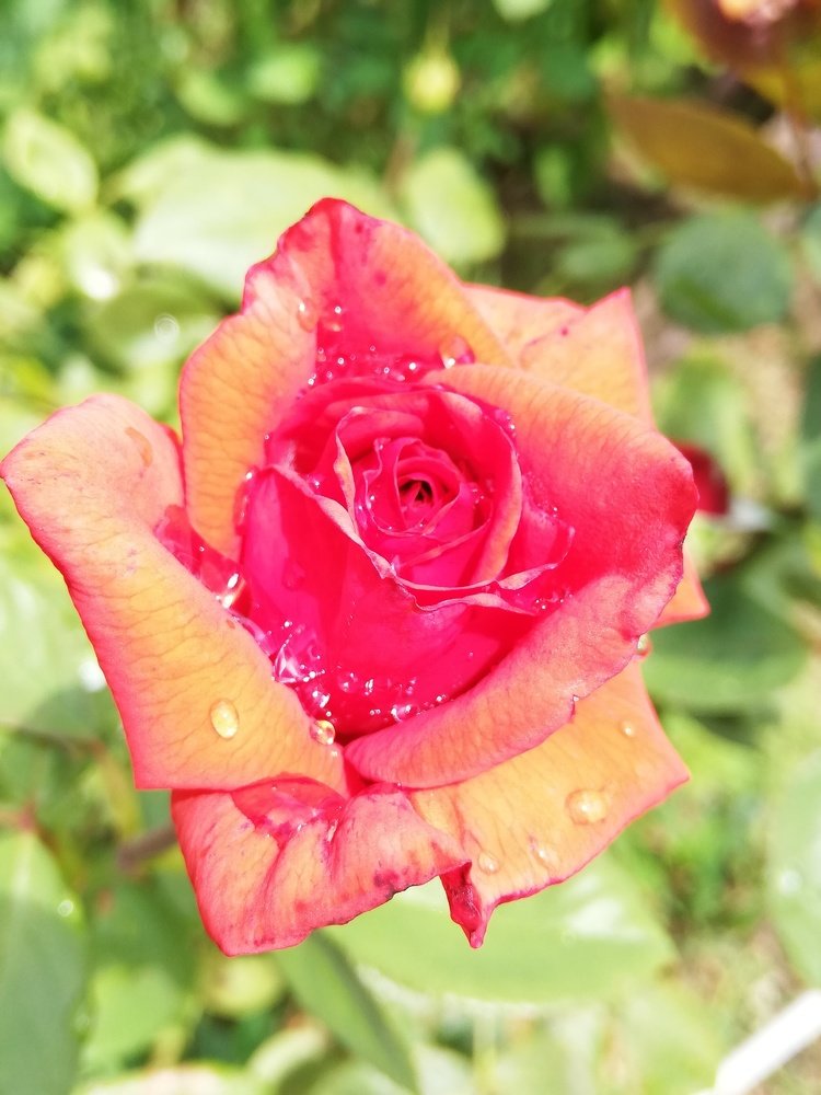 "Frumusețe în lacrimi"