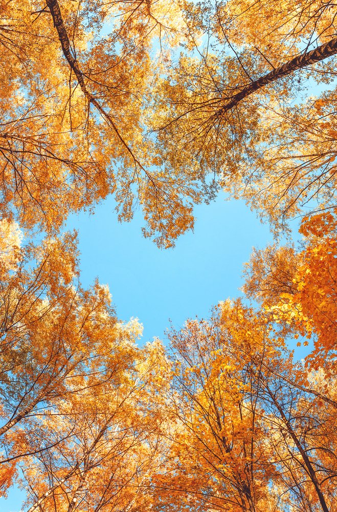 Сердце осени