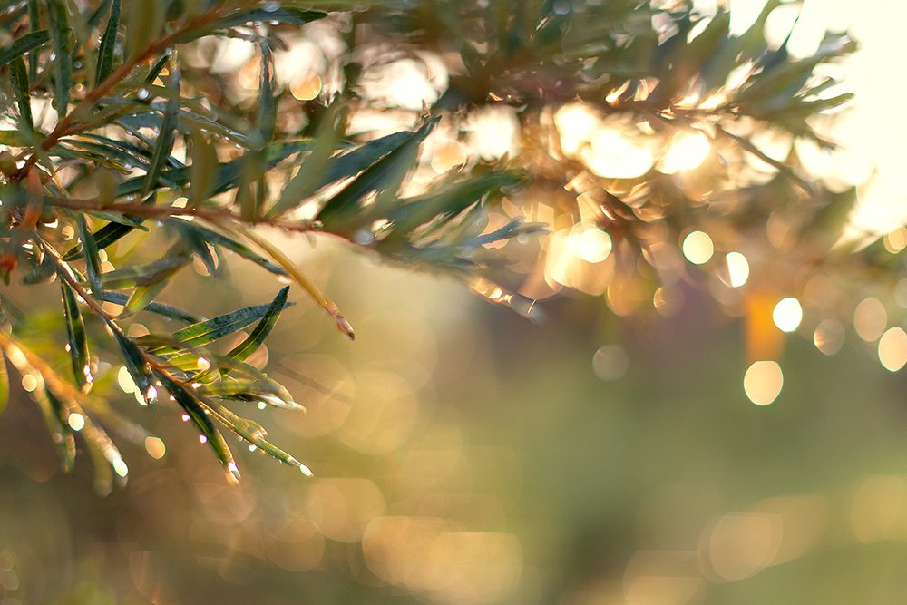 Photograph by Чистякова Валерия