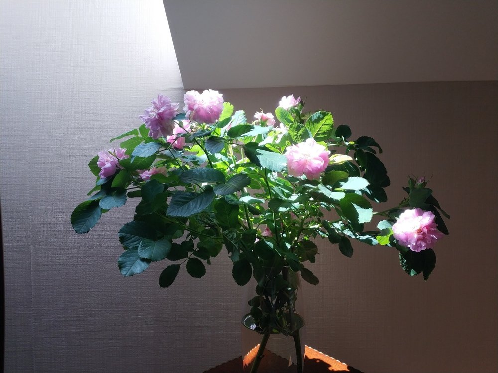 Light