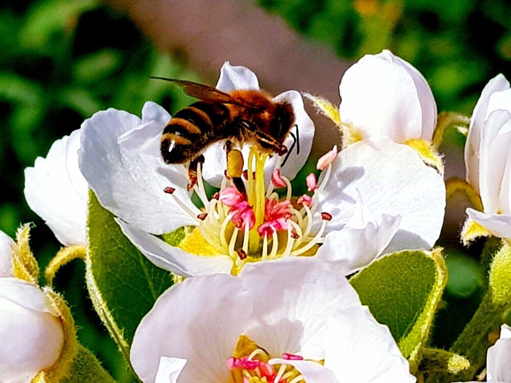 Macro portret and fauna