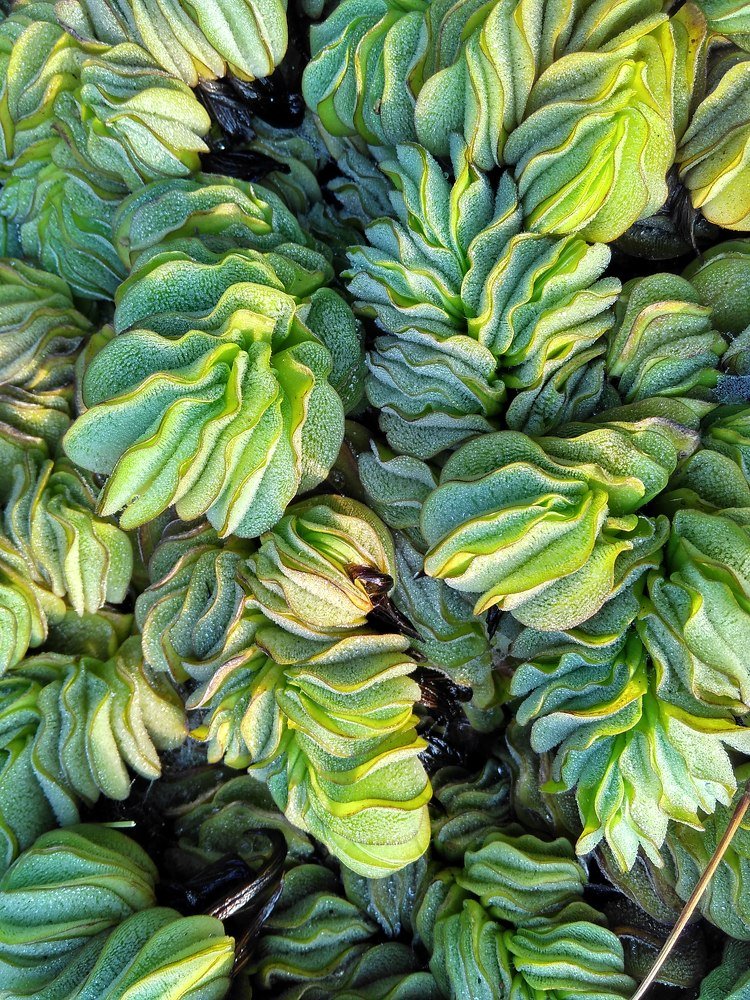 A rythmic plant