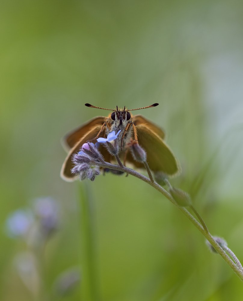 Бабочка и незабудка