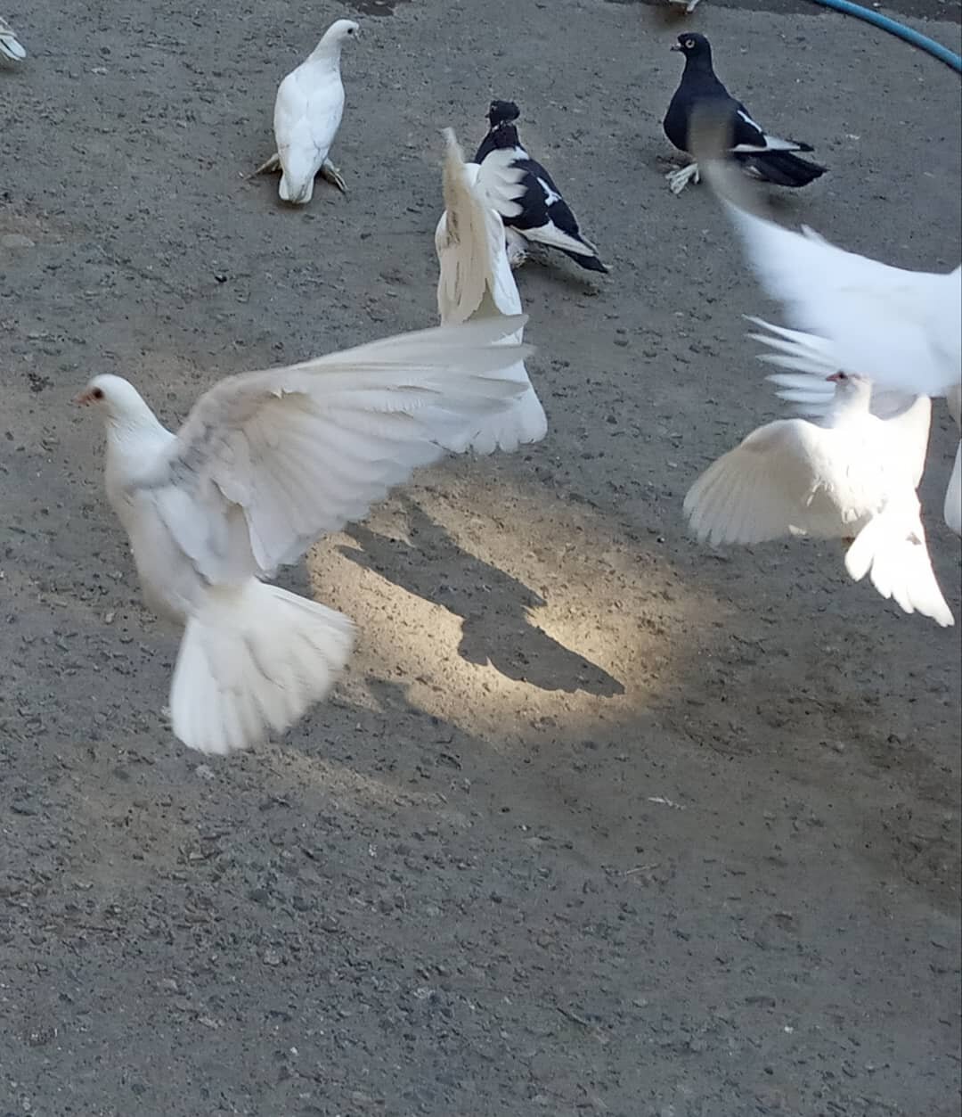 Полет под лучом солнца