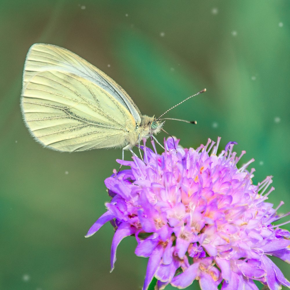 Утро бабочки